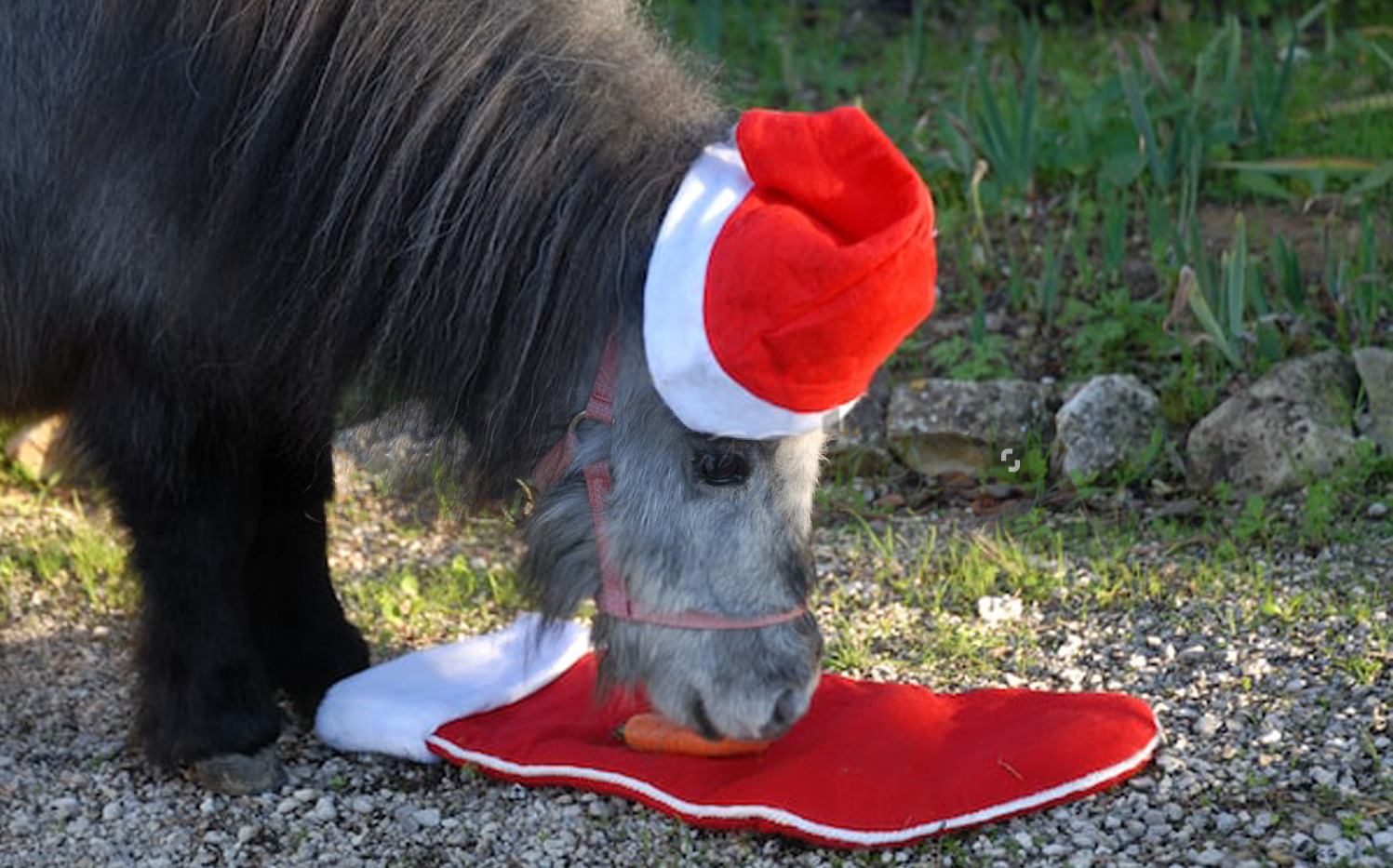 stocking har