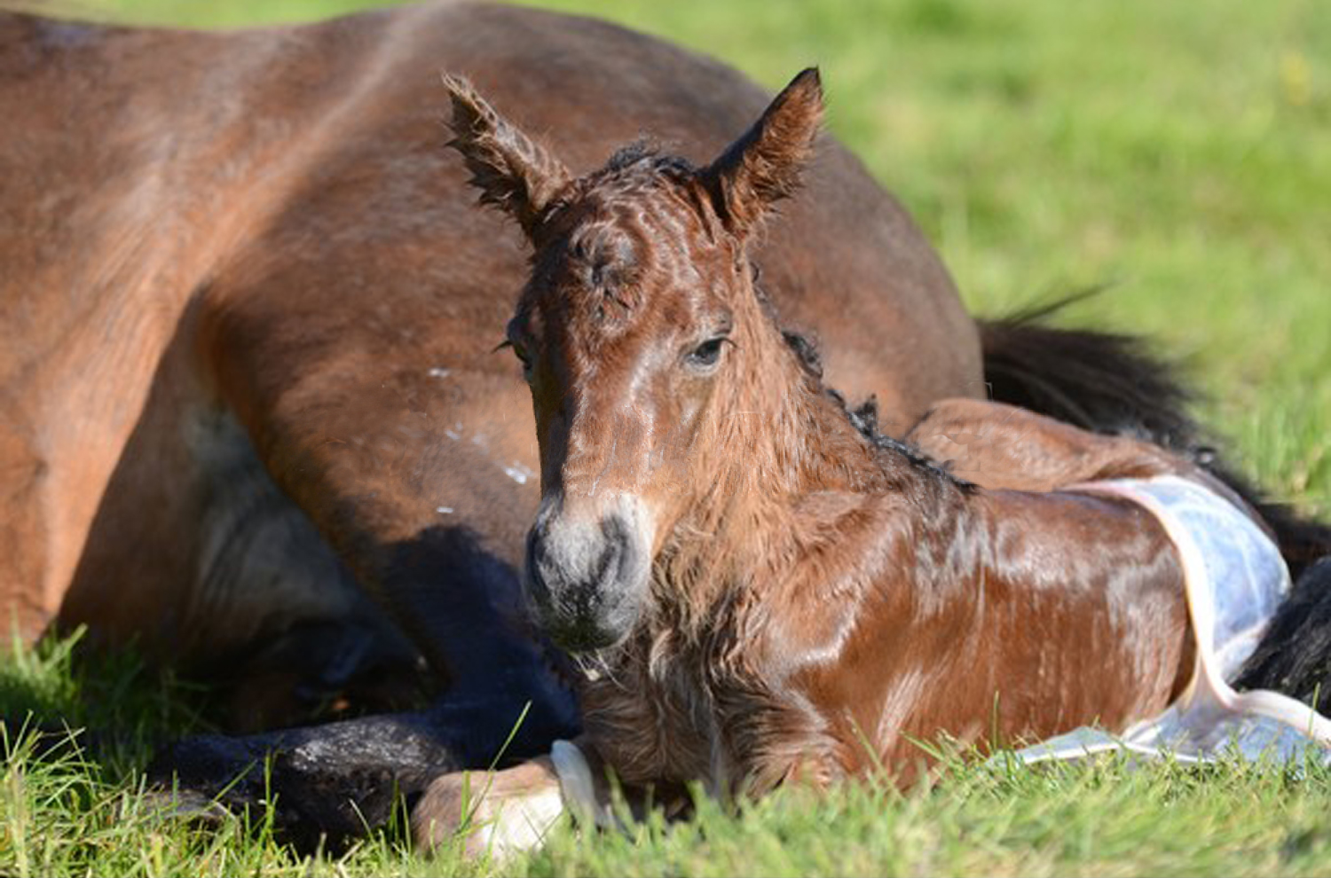 newfoal1