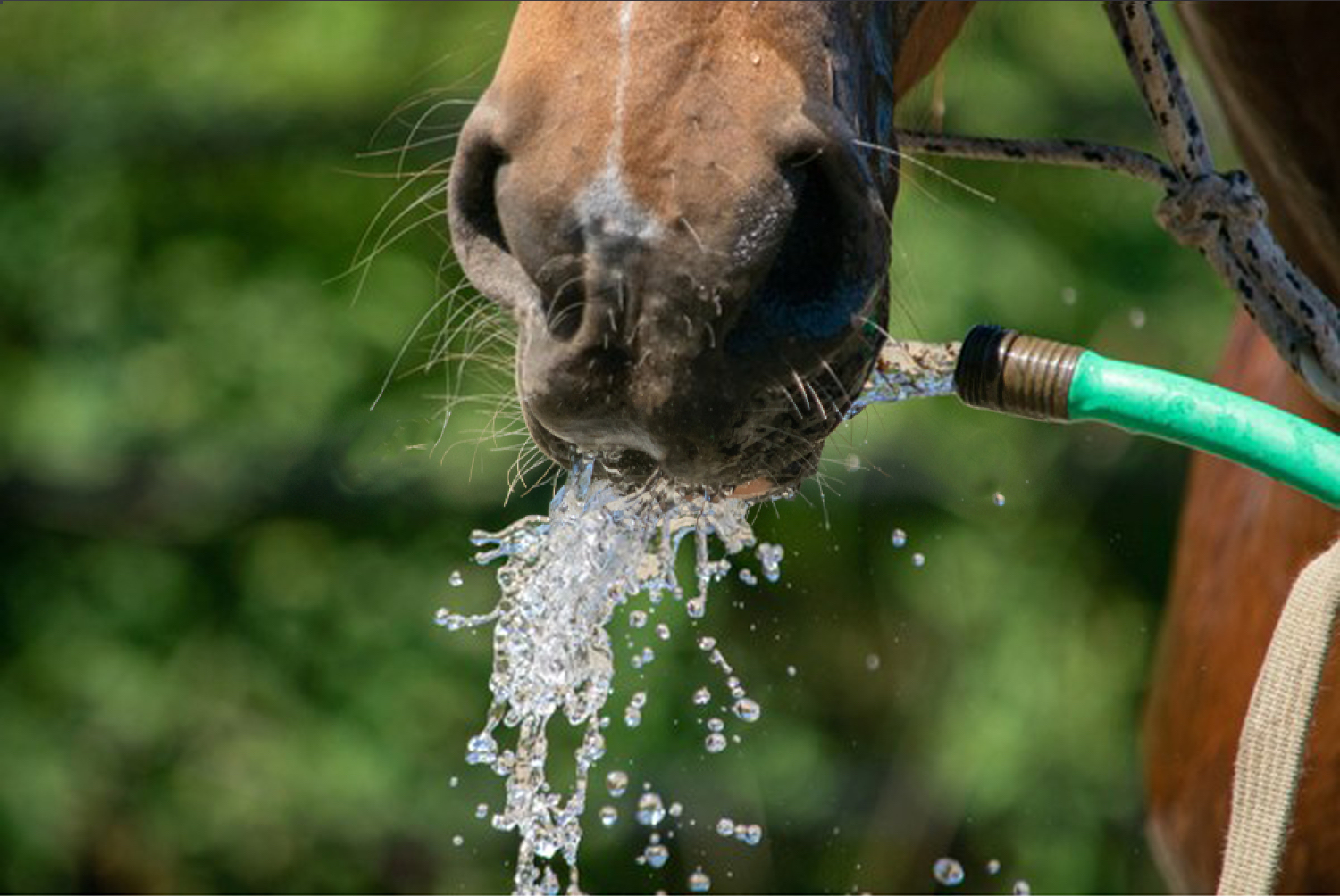 Watering