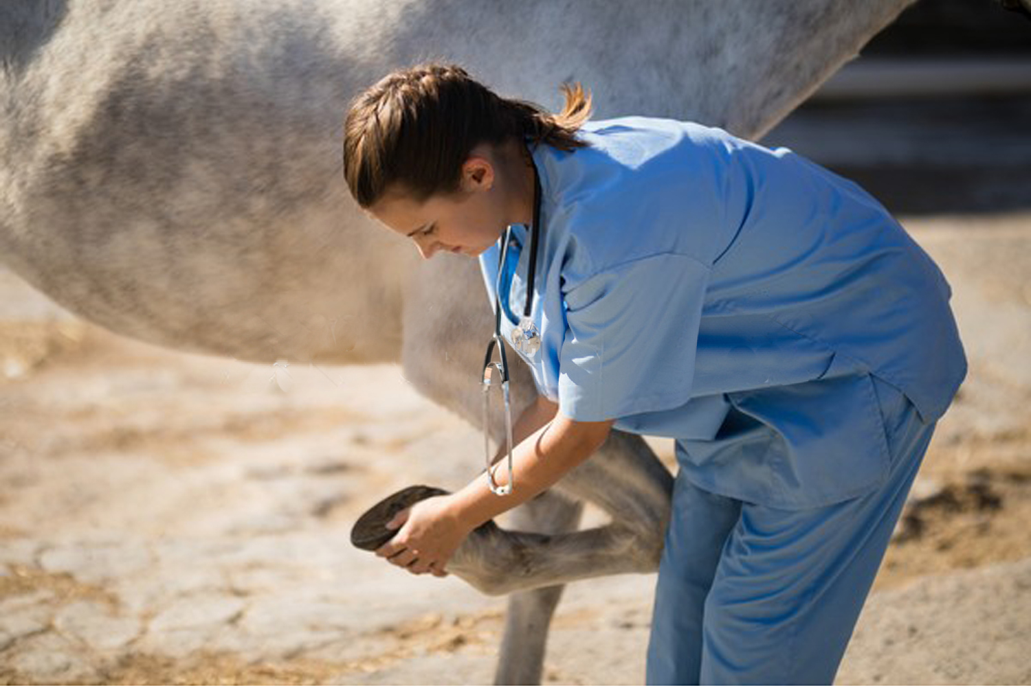 Vet Check