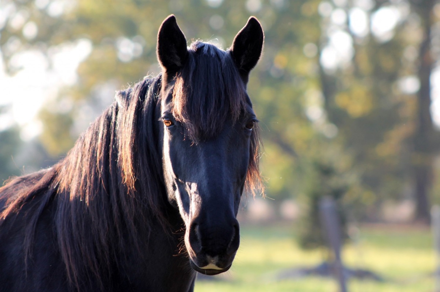 What Does It Mean To Geld A Horse, And What Are The Benefits